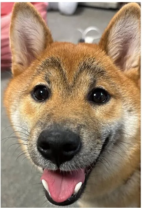 立派な眉毛!