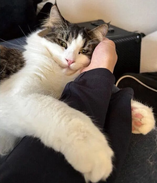 たまには甘えたいの