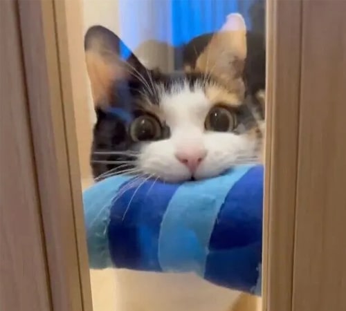 青エビをくわえて”おねだり"