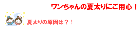 ワンちゃんの夏太りにご用心！