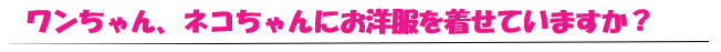 ワンちゃん、ネコちゃんにお洋服を着せていますか?>