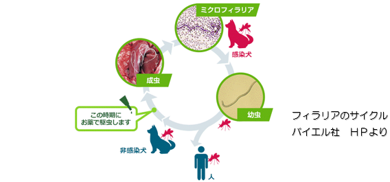 フィラリアのサイクル