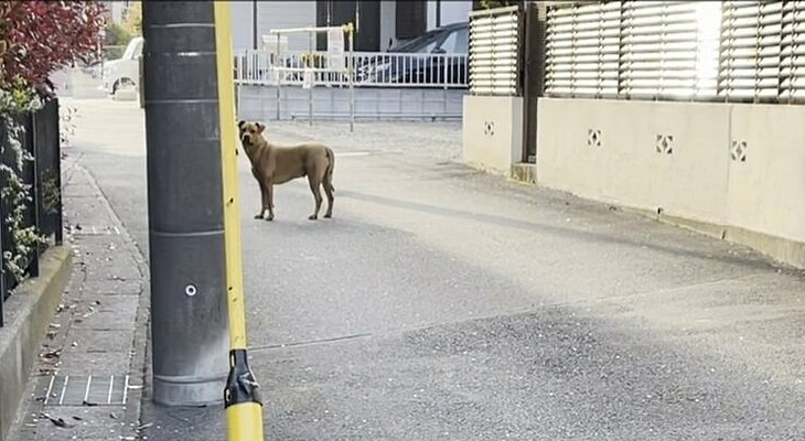 カモメ追放 訓練犬