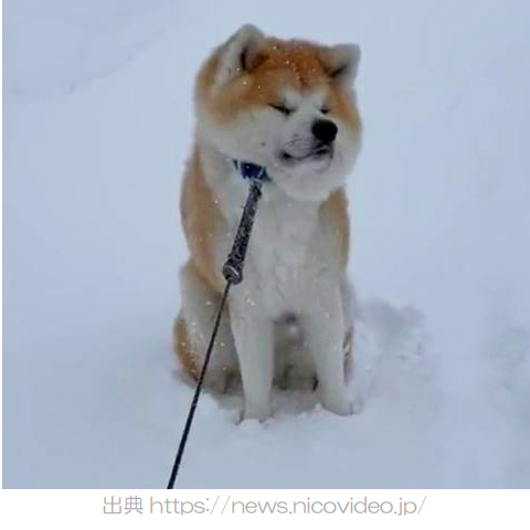 帰らぬ秋田犬