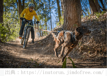 犬と一緒に自転車でレース