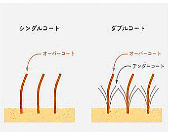 たくさん毛が抜けます