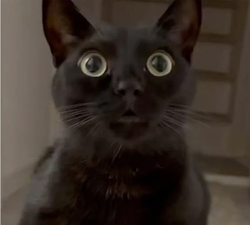 ふてぶてしい姿