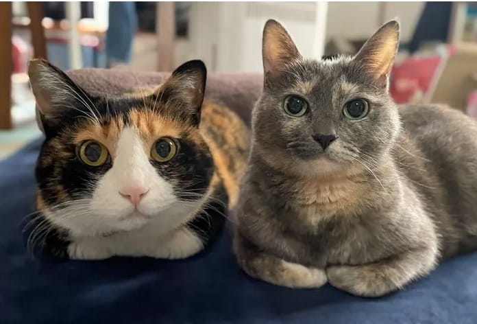 仲良く並んで暖を取る猫