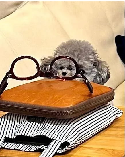 小さい愛犬の顔