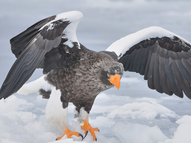 猛禽類医学研究所への支援
